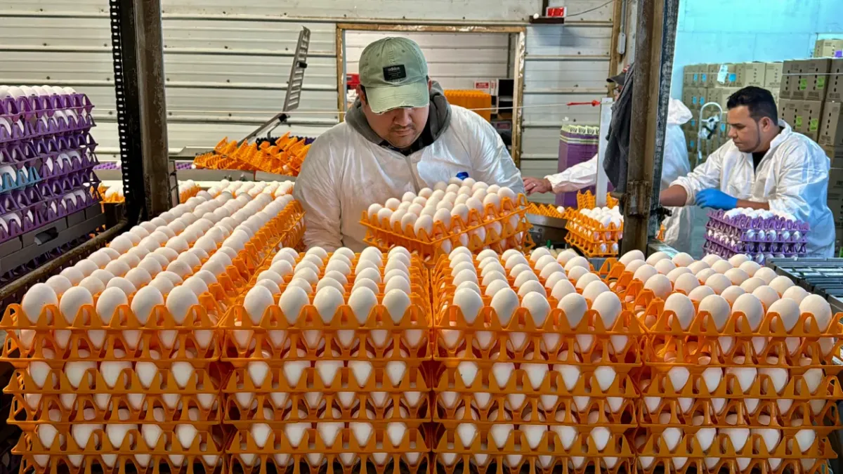 En la primera línea contra la gripe aviar, productores de huevos dicen que están perdiendo la batalla