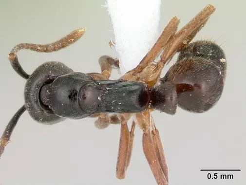 Hormigas invasoras de Asia encontradas en Massachusetts