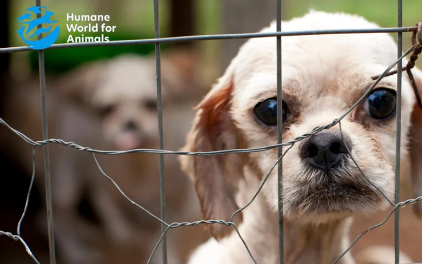 No a las fábricas de cachorros