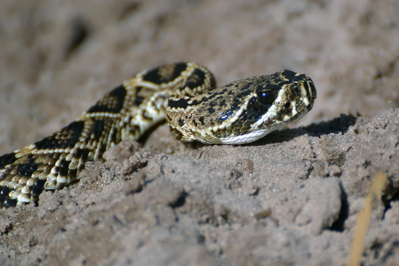 Autoridades alertan sobre posible mordedura de serpiente venenosa a dos perros en Attleborough