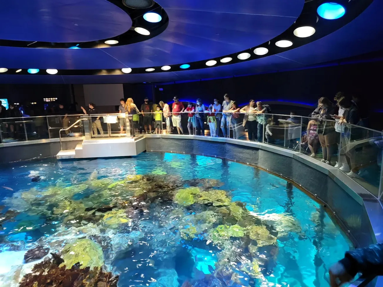 El New England Aquarium presenta libro infantil sobre el rescate de tortugas marinas