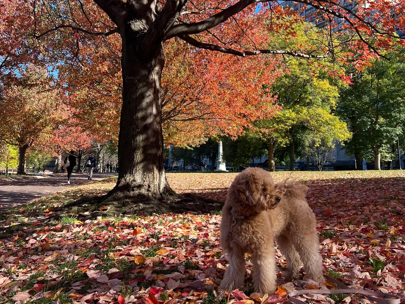 Hoy comienza el otoño: Esto es lo que debes saber
