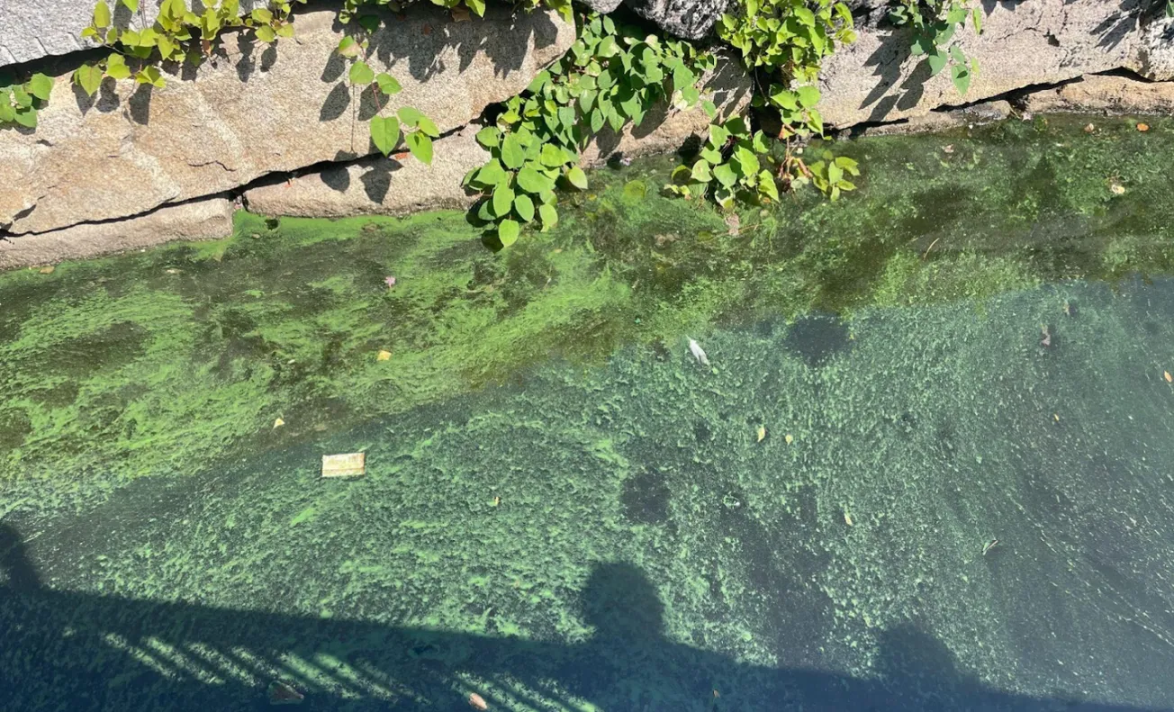 Cianobacterias en el Charles River se propagan a nuevas áreas
