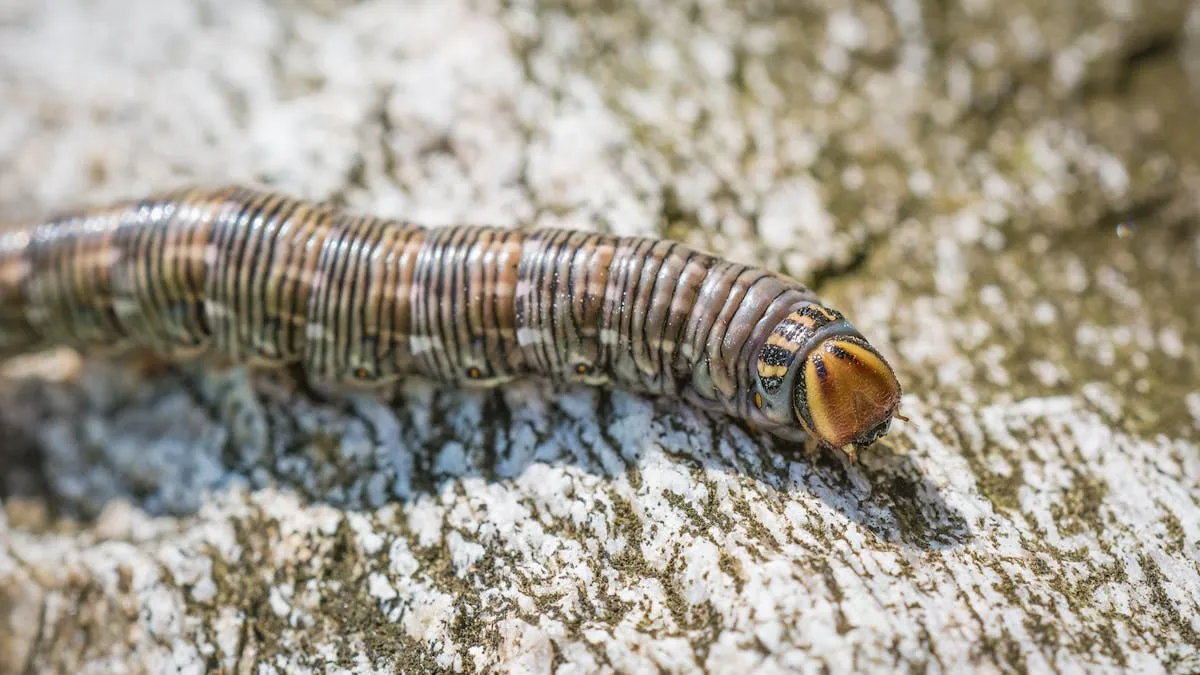 Descubre al gusano de terciopelo en el Museo de Historia Natural de Harvard