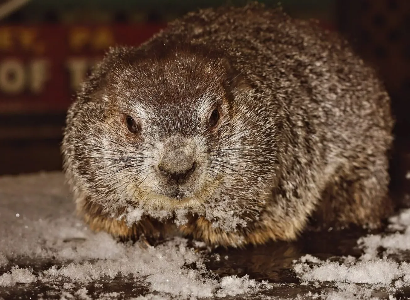 Según la marmota Punxsutawney Phil, habrá seis semanas más de invierno