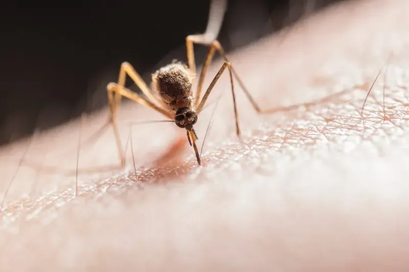 Massachusetts eleva a riesgo alto el virus del Nilo Occidental
