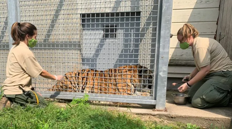 Hombre detenido por intentar entrar al área de los tigres del Franklin Park Zoo