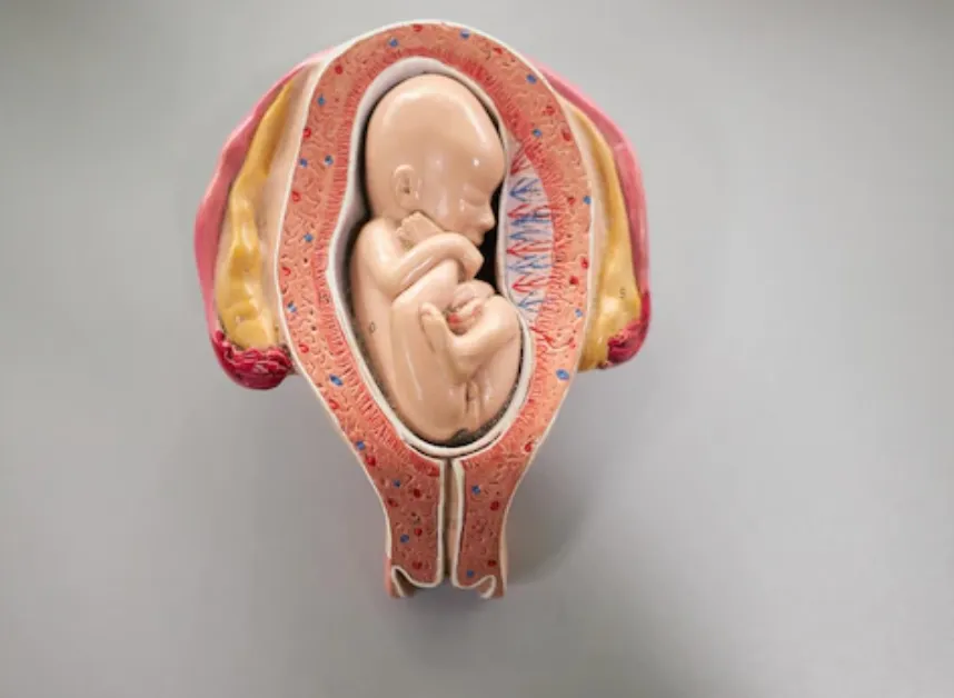 Qué sigue luego de la anulación de la Corte Suprema del derecho al aborto