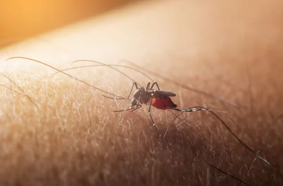 Virus del Nilo Occidental confirmado en Massachusetts