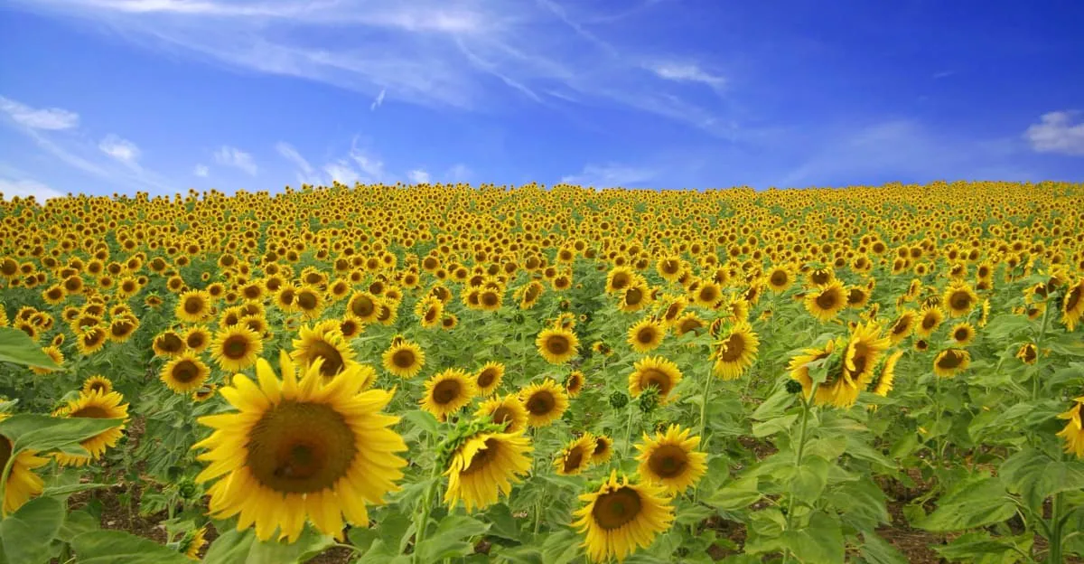 Hermoso campo de girasoles Colby Farms| FOTO:https://www.colbyfarms.com