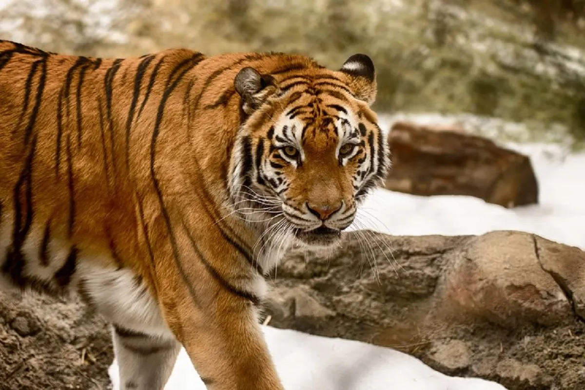 Muere “Anala” la tigresa del Franklin Park Zoo de New England