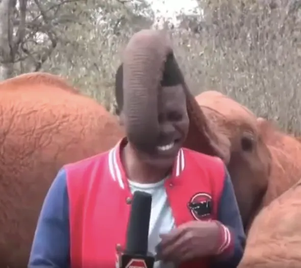 Un periodista de Kenia, que realizaba un informe sobre el impacto de las sequías en los animales, fue interrumpido por un ele