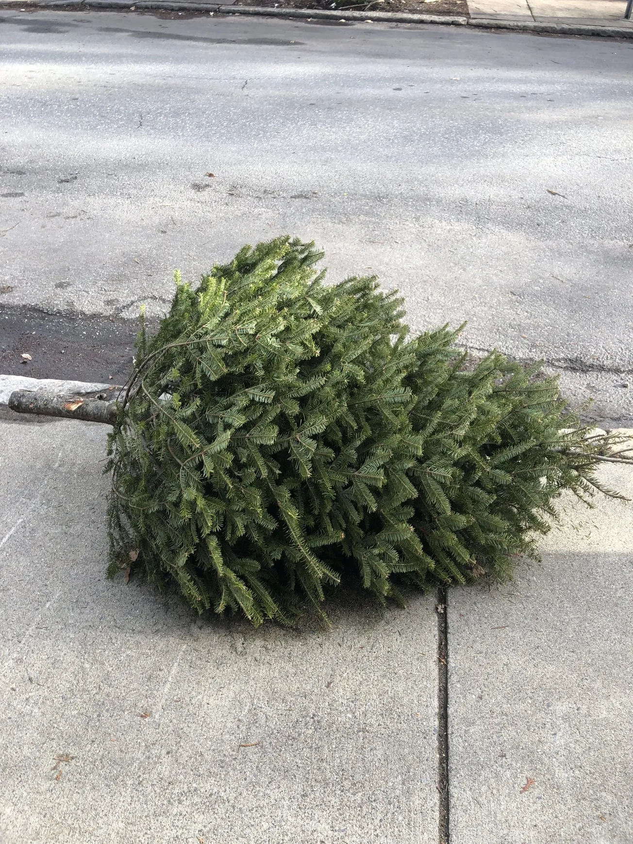 Recicla de tu árbol de navidad