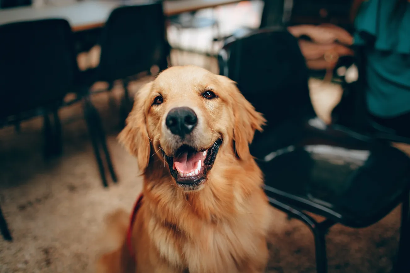 Conoce los nombres y razas de perros más populares en Boston