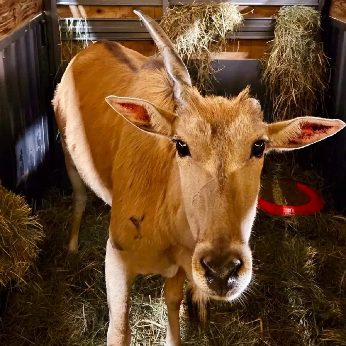 La antílope Mary está de vuelta en el zoo Lupa de Ludlow