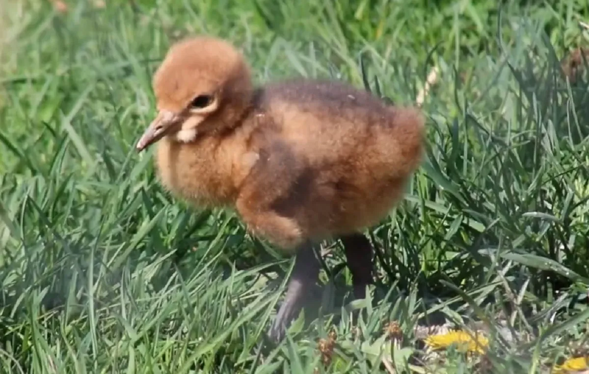 El zoo de Franklin Park celebra el baby boom primaveral