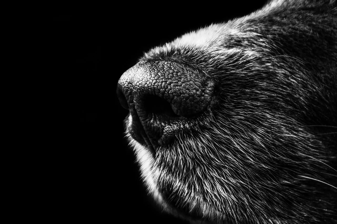 Foto. Pixabay