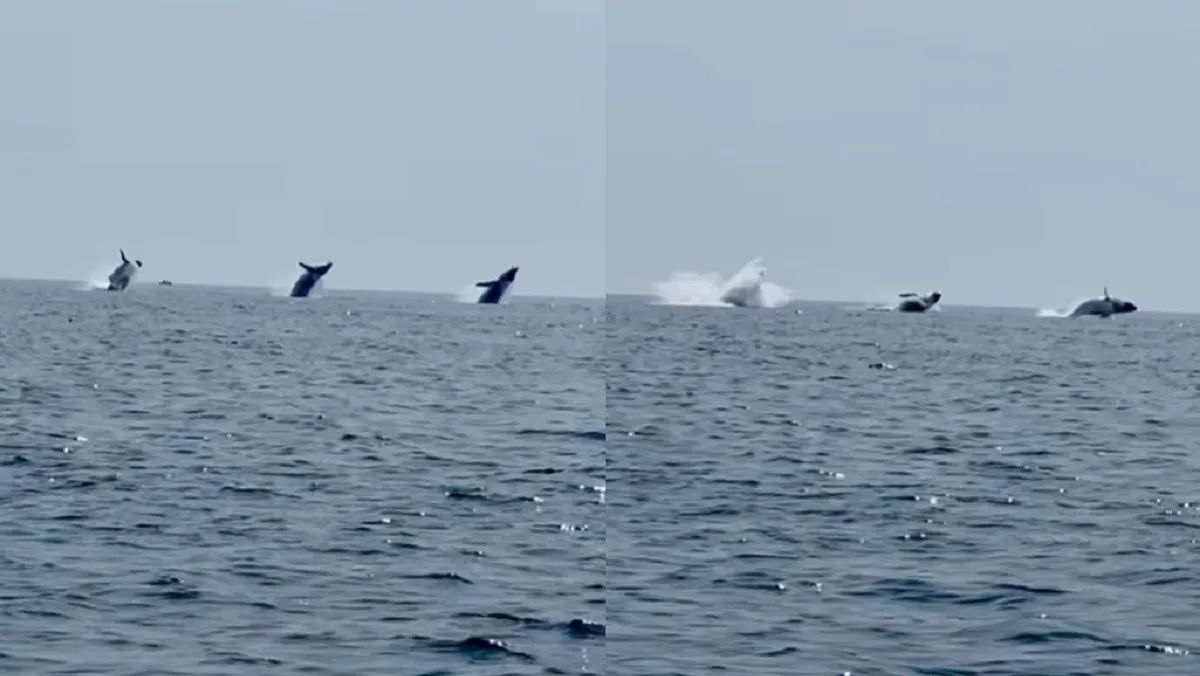 Un hombre captó el momento en el que los cetáceos jorobados hicieron la maniobra. Foto: Captura de video.