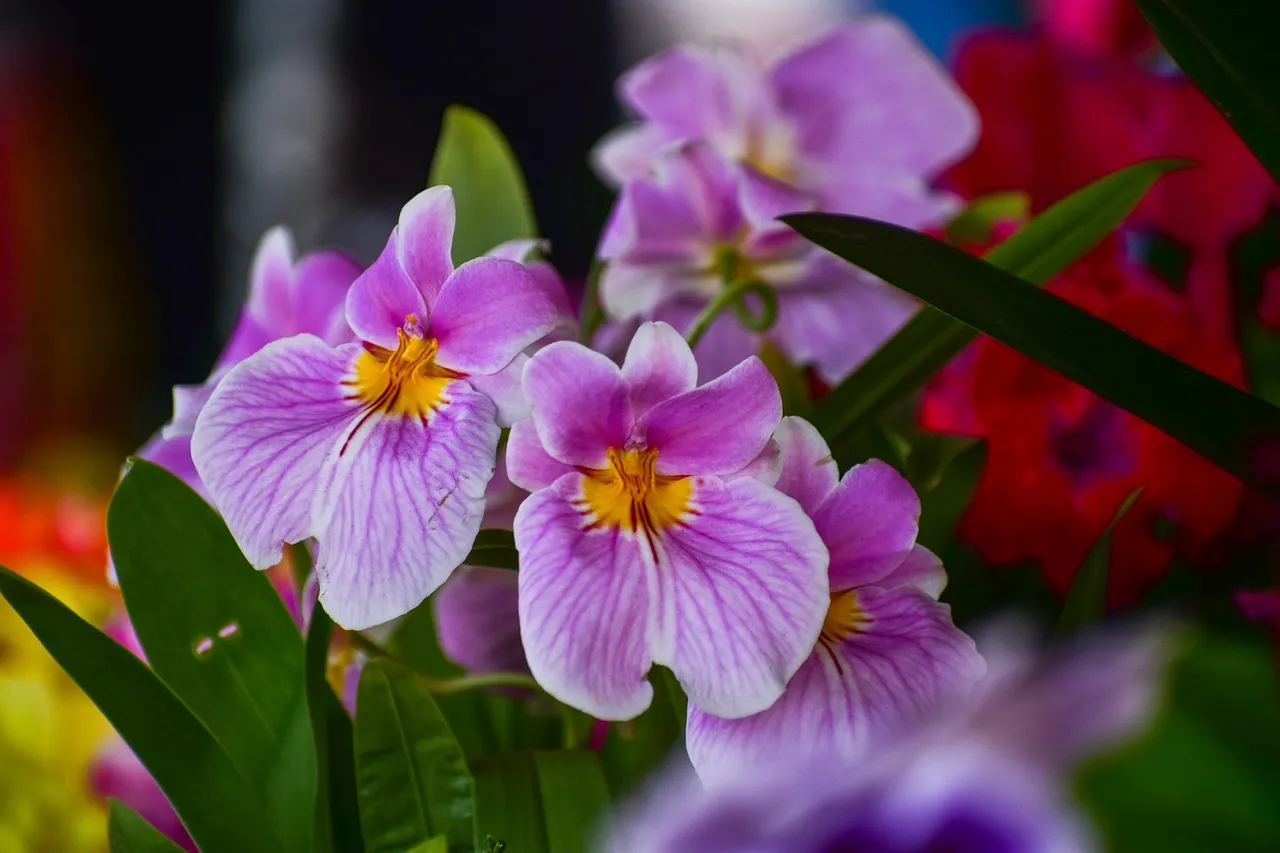 La aventura de las orquídeas regresa al Franklin Park Zoo