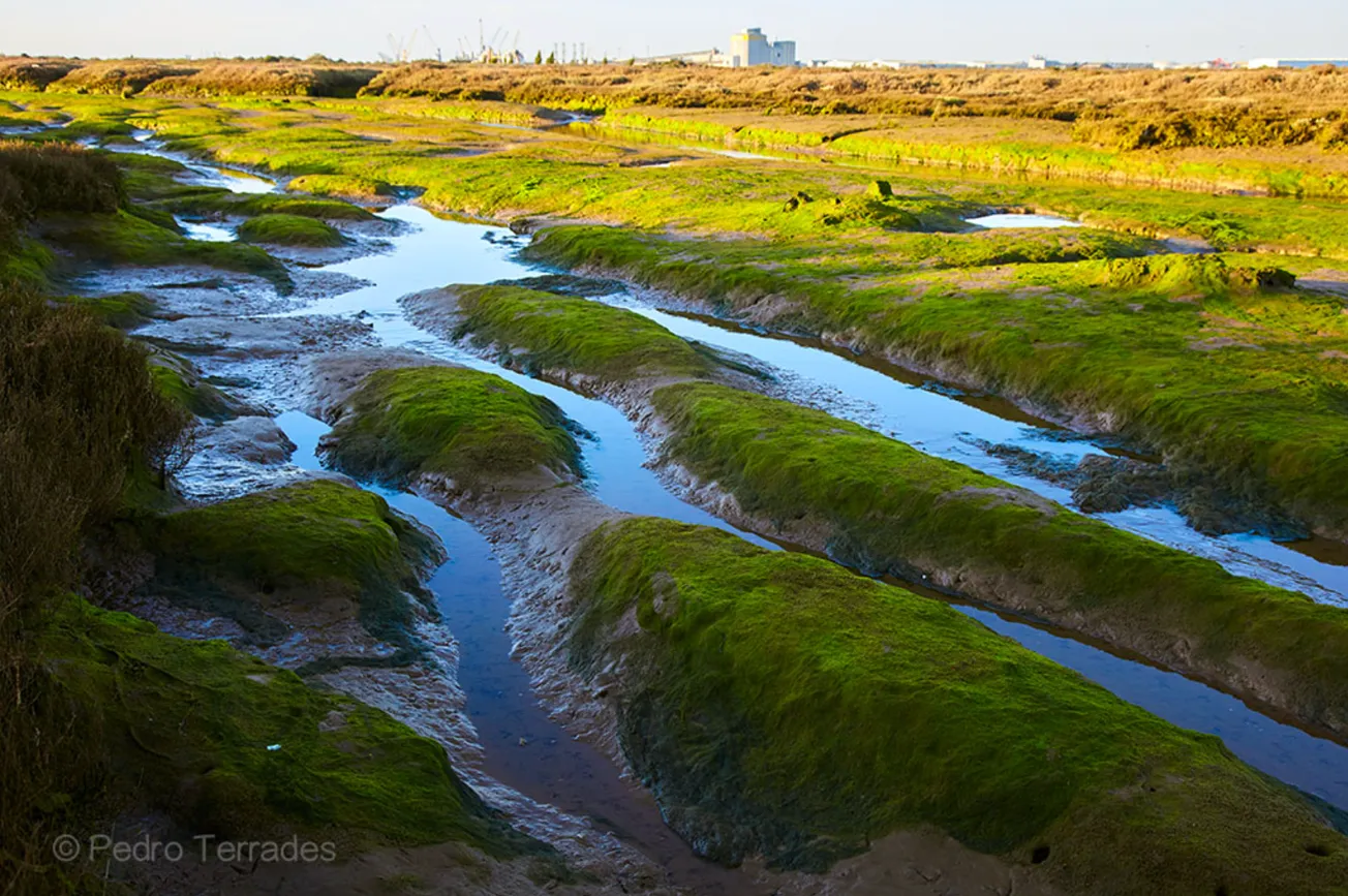 Boston protege a sus marismas de uno de sus principales enemigos: El cambio climático