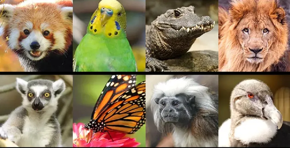 Artistas SNIK nos invitan a reflexionar sobre la conservación en el Franklin Park Zoo