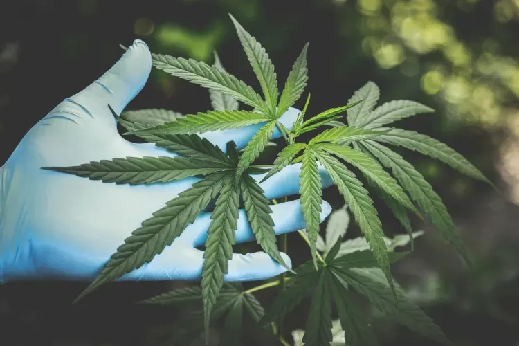 El “cannabis” en bebidas sigue ganando popularidad. Aquí te explicamos por qué