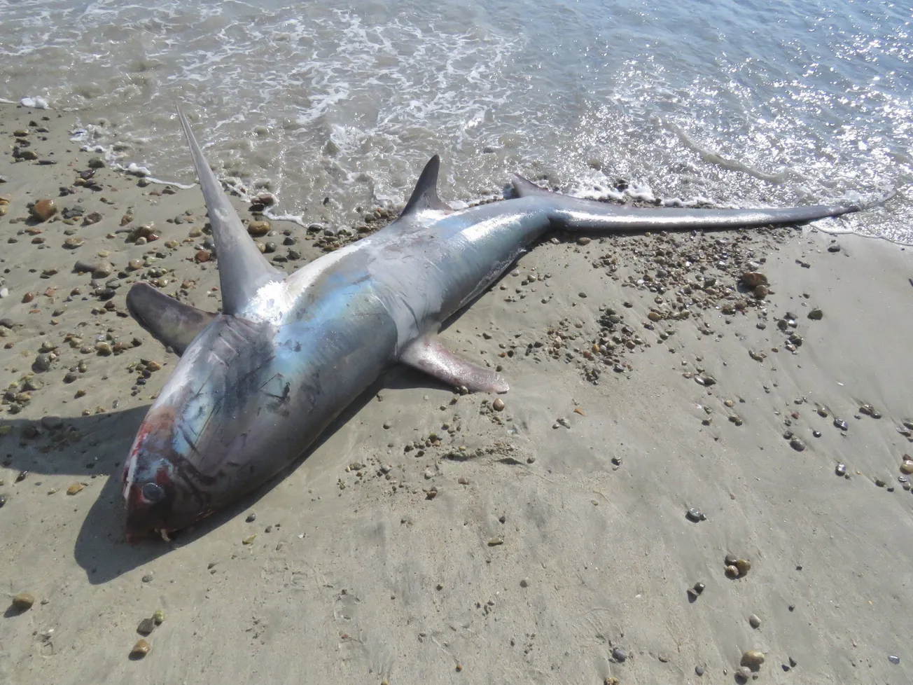 Tiburón zorro apareció muerto en la orilla de una playa de Massachusetts