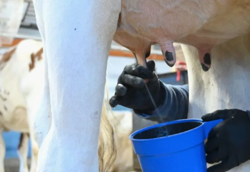 ¿La gripe aviar está presente en los productos lácteos y carnes? Todo lo que debes saber